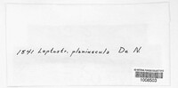 Leptosphaeria planiuscula image